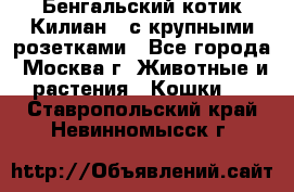 Бенгальский котик Килиан , с крупными розетками - Все города, Москва г. Животные и растения » Кошки   . Ставропольский край,Невинномысск г.